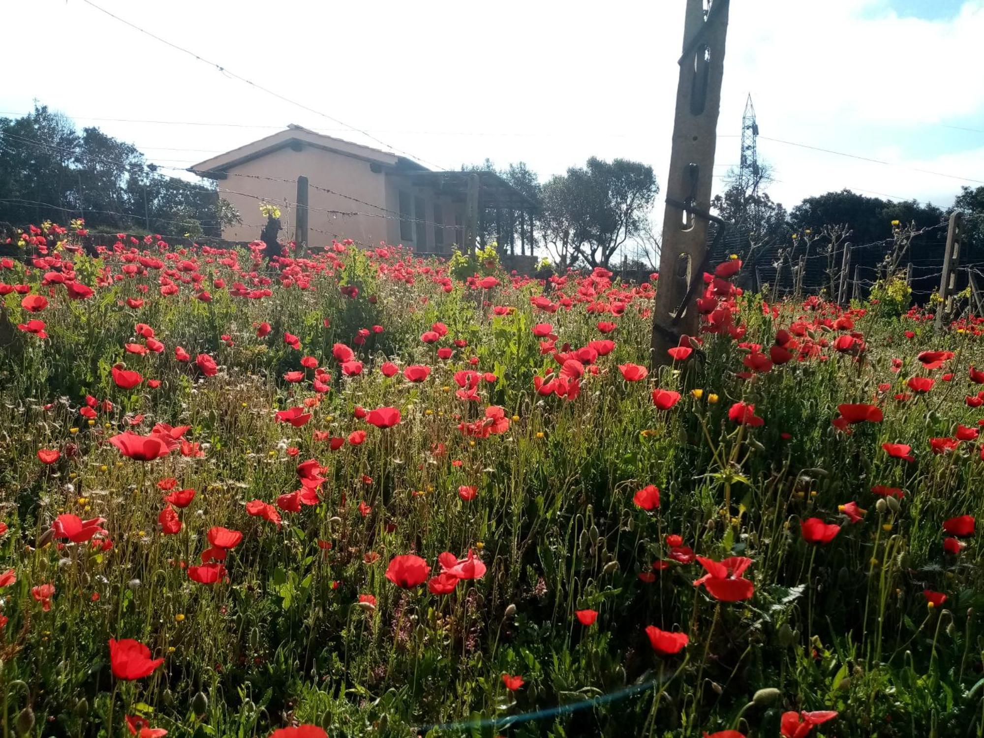 La Chiusa Di Rio Aparthotel Rio dellʼElba Bagian luar foto